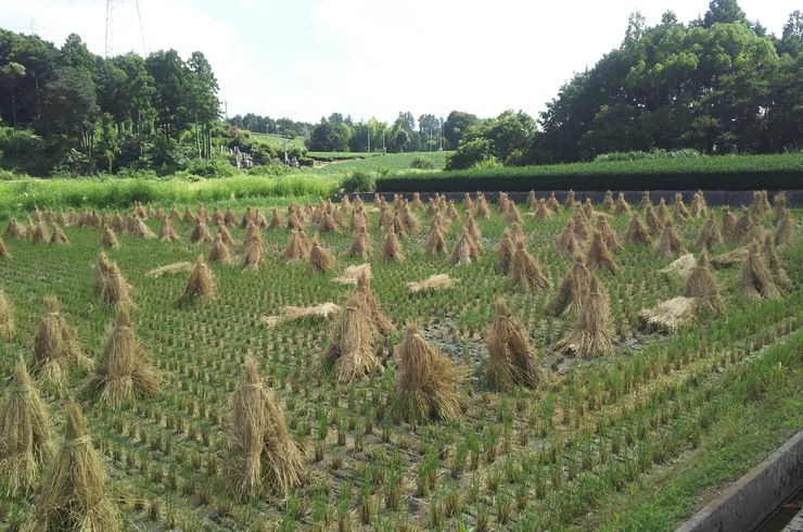 稲刈り後